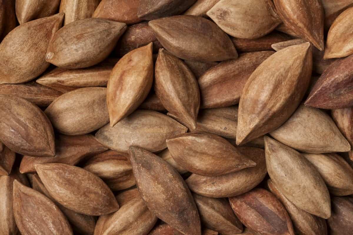 Are Pili Nuts Good for Keto? Possibly the Best Ever!
